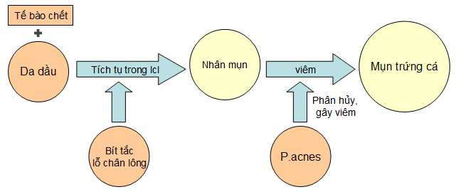 PHÂN LOẠI MỤN, CƠ CHẾ HÌNH THÀNH MỤN VÀ CÁCH ĐIỀU TRỊ